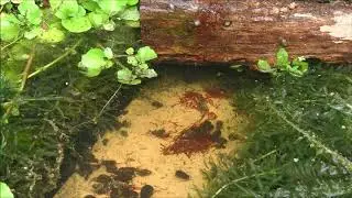 #ZenPond #Timelapse