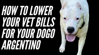 HOW CAN I CUT COSTS ON MY VET BILL? HOW TO PAY FOR VET BILLS FOR YOUR DOGO ARGENTINO