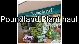POUNDLAND PLANT HAUL &pound; 🪴