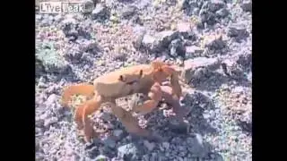 Crab Thug