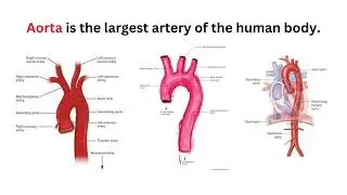Human General Information Or Medical Facts about Human Body || Human Anatomy