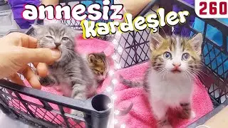 DELİRDİK 😜 1 Aylık Yavru Kediler - MAMA YEME YARIŞMASI OLDU @DoBiDa 260