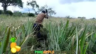 Pineapple Farming - Malindi Pineapple Orchards S3