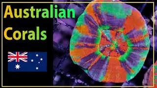 The Most Amazing Australian Corals Have Landed