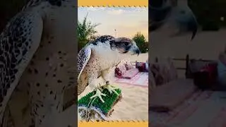 Overnight Safari Camping | Experience Qatar #inlovewithqatar #experienceqatar