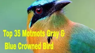 35 Motmots Bird! Top 35 Momotidae Family Birds! Motmots Gray & Blue Crowned American Birds# 35