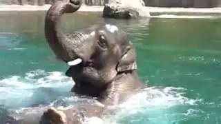The Elephant is gracefully enjoying a bath in  pond water.