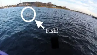 Tautog Mission BLOWN UP By Top Water Stripers! Kayak Fishing Providence, RI