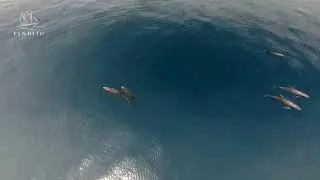 🐬 A Rare Encounter in Raja Ampat!