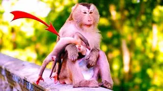 So Adorable! Cute Baby Monkey's Playful Antics with Mom