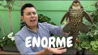 PLECOS ENORMES, Mis NUEVOS MONSTRUOS acuáticos