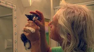 CRAZY CAT LADY