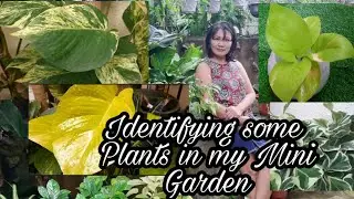 Identifying Plants|Care Tips