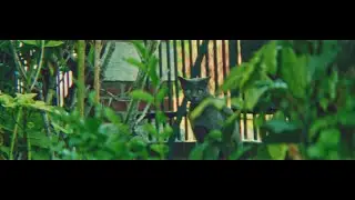 It's a hard time to double focus - UNCROPPED - Anamorphic x2 - 4K