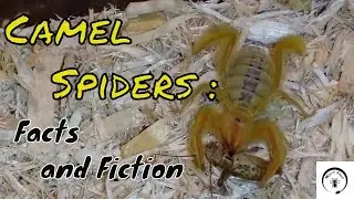 Camel Spiders: Facts and Fiction