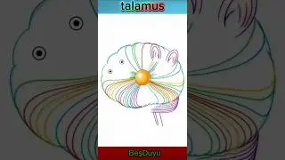 Beynin Bilgi Santrali: Talamus 📡