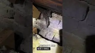 Bat Guano found during this attic inspection in Roxboro NC #wildlifecontrol #bats