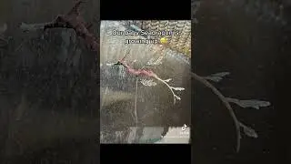 Baby Seadragon Grows Up 🥲#aquarium #seadragon #weedyseadragon #waikiki