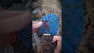 Rare discovery 😳