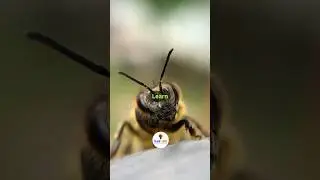 What Bees Teach Us About Teamwork | Powerful Life Lesson in 30 Seconds!