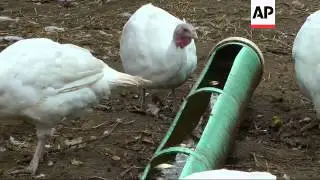 Farmer Joe Morette of Henniker, New Hampshire literally stumbled upon his idea for making turkeys ta