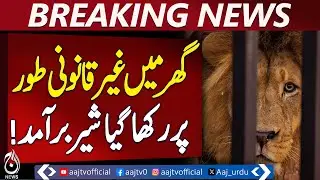Illegal Lion Seized in Multan | Wildlife Rangers File FIR, Shift Animal to Vehari Zoo -Pakistan News