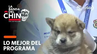 La Banda del Chino: La venta ilegal de animales continua en Lima