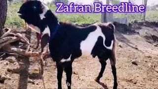 zafran breedline hyderabadi breeder bakra available in marpally vikharabad | hyderabadi ablakh bakra