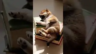 Macro shot, shallow depth: A tiny Shiba Inu puppy sprawled on its back, splayed diagonally over two