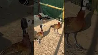 White face whistling ducks pair