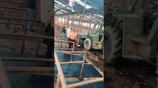 Rubber mat installation in cowshed | Cattle comfort
