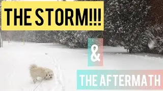 THE STORM & THE AFTERMATH of #toronto #snowstorm #dog