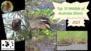Top 10 MOST VIEWED Australian Wildlife Shorts 2023