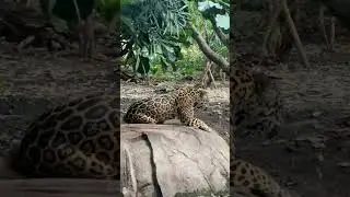 Jaguar roaring