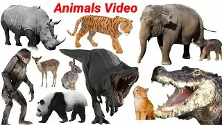 Learn Animals Name with Sounds  For Education | Animals Video Tiger, Cow, Gorilla, Zebra | #animals