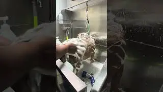 PETSMART LIED ABOUT HIS BATH!! #pets #dog #viral #shortsfeed #shortvideo #shorts #short