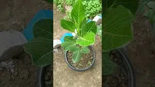 #Ficus Krishnae(Krishna Fig)