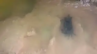 Catching Fishing in Rainy Season Water-Catching Fish with a Knife in Rice Field