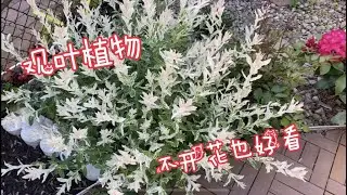 观叶植物 | 不开花也好看的观叶植物！彩叶妃柳 山桃草（Gaura）矮化枫树 鲁冰花