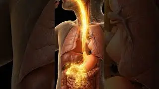what happens when you drinking red bull inside human body😱😱 #fypシ #animation #shorts #ai