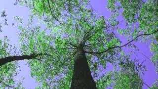 Gabriel Le Mar - Network of Life