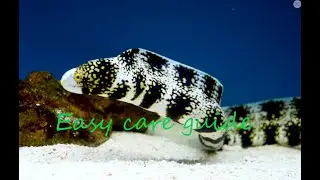How to care for snowflake eels.