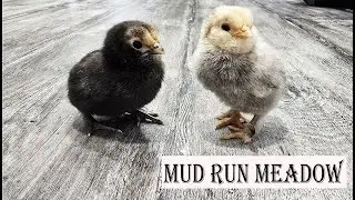 Fluffy Chicks & Farmyard Shenanigans! 🐣🐄 Cozy Cow Snuggles! | Mini Highland Cows & Chickens