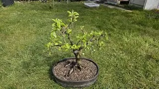 Apfelbaum Bonsai - Viele Hände schnelles Ende