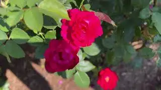 Rose Garden, Hartford, Connecticut 