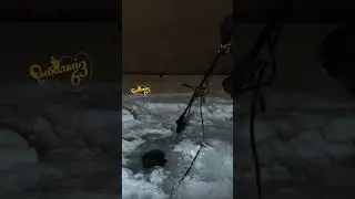 Хороший ночной судак взял на виб