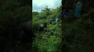 Is Gorilla Trekking In Rwanda Dangerous? #monkey #rwandatoday #gorilla #animals #gorillatrekking