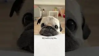 My SENIOR pug vs. my TEENAGE pug 😅🤭 #pug #dog #funny