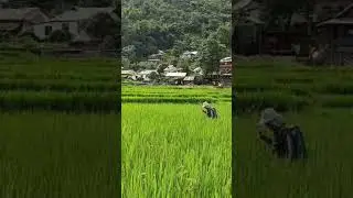farming paddy #paddy #farming #paddyfarming #nature #trending #organic