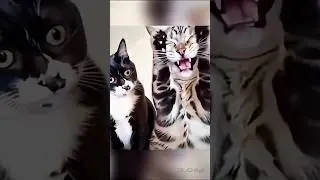 Funny cute cats video 😻 #funny #cutecat #cute #cat #shortvideo #viral #ytshorts #skits #shorts